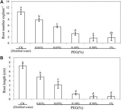 Calcium and Calmodulin Are Involved in Nitric Oxide-Induced Adventitious Rooting of Cucumber under Simulated Osmotic Stress